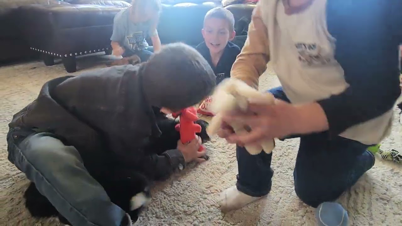 Winter Storm litter of Teddy Bear puppies - Yara & Olaf