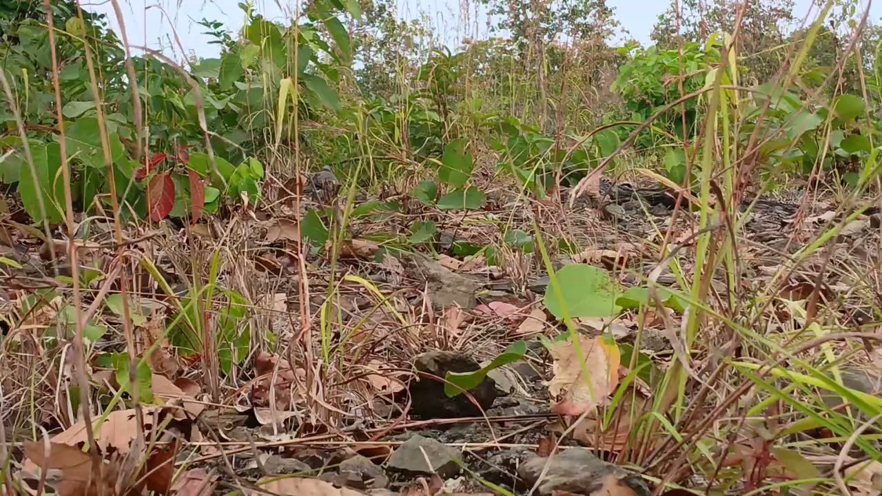 Cu gáy phạm ấn.thứ bảy-7-2-2026.rừng khứu .tỉnh ninh thuận cũ(khánh hòa)