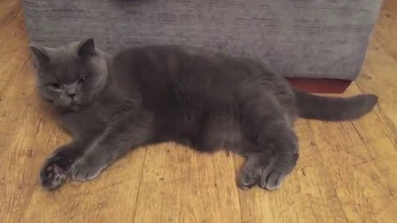 British Shorthair Cat (1 year and 7 months old)
