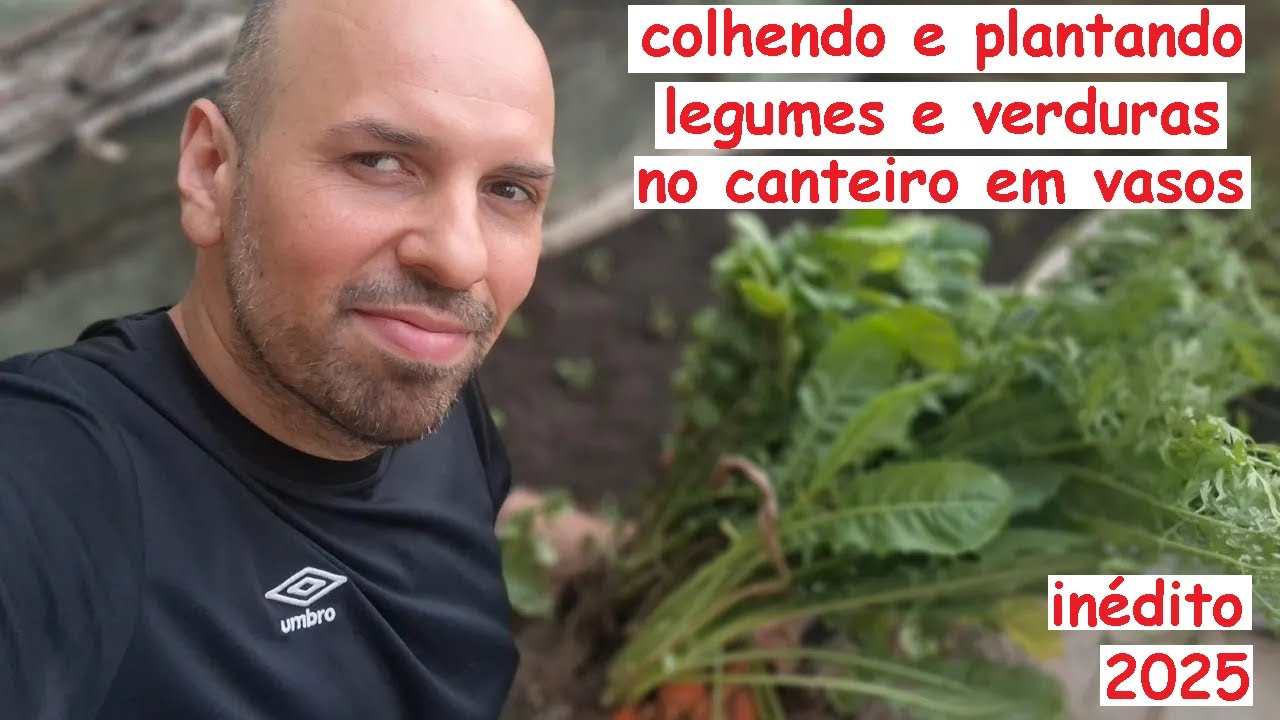 Grande Colheita de Legumes e verduras no canteirinho em vasos e Novo plantio, veja as dicas!