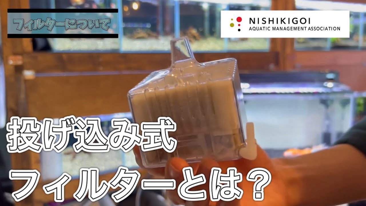 ＜KOI＞錦鯉水槽飼育普及協会#004【フィルターの種類 〜投げ込み式フィルター編〜】
