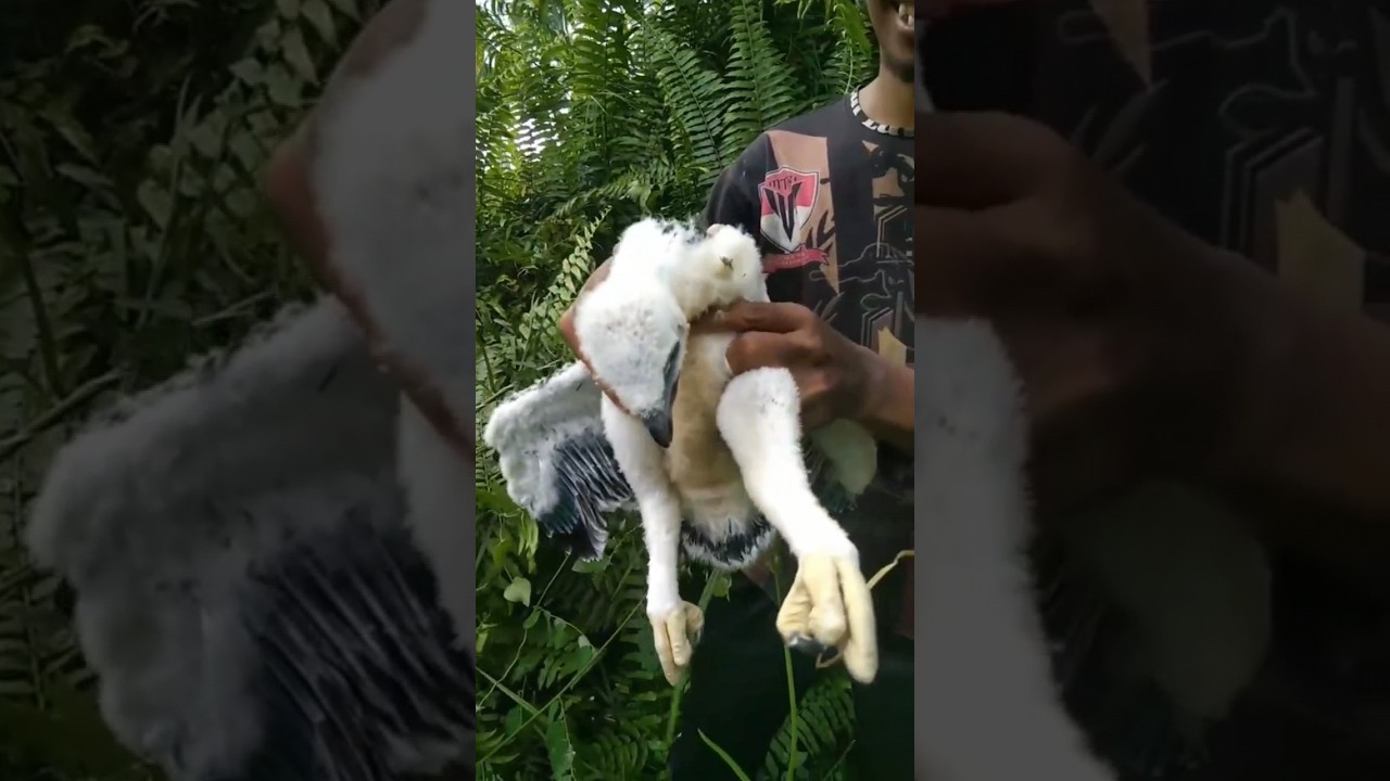 Anak burung elang jatuh dari pohon