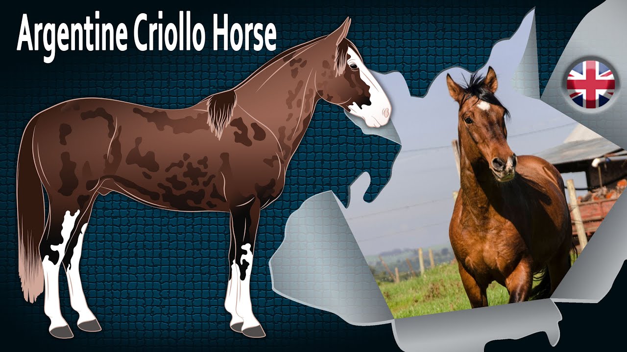Argentine Criollo Horse, the horses of South American breeders, the Gauchos, Horse breeds