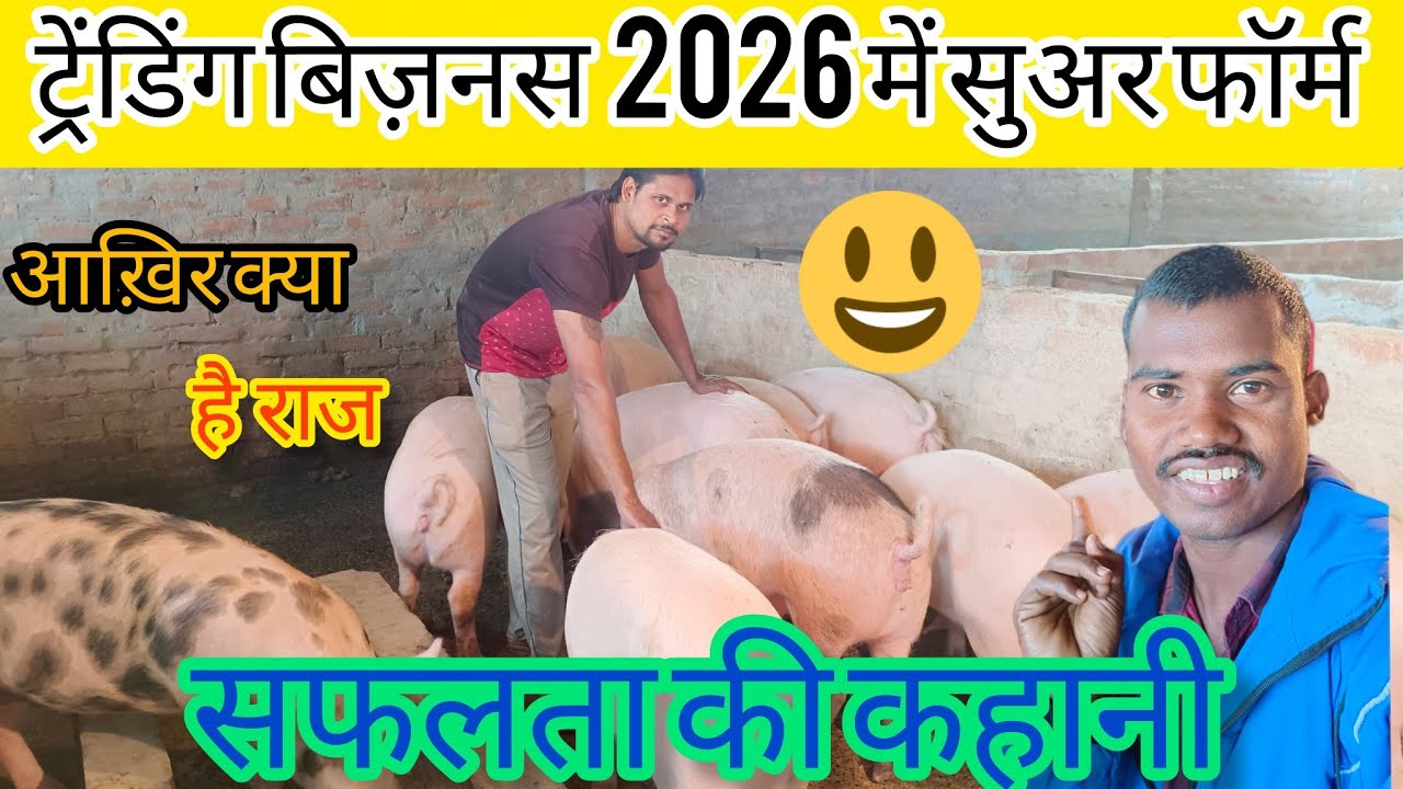ट्रेंडिंग बिज़नस 2026 में सुअर फॉर्म ।। Trending Business 2026 in pig form @gyantriblog1530 