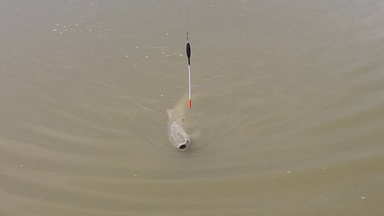 Big fish - Ro