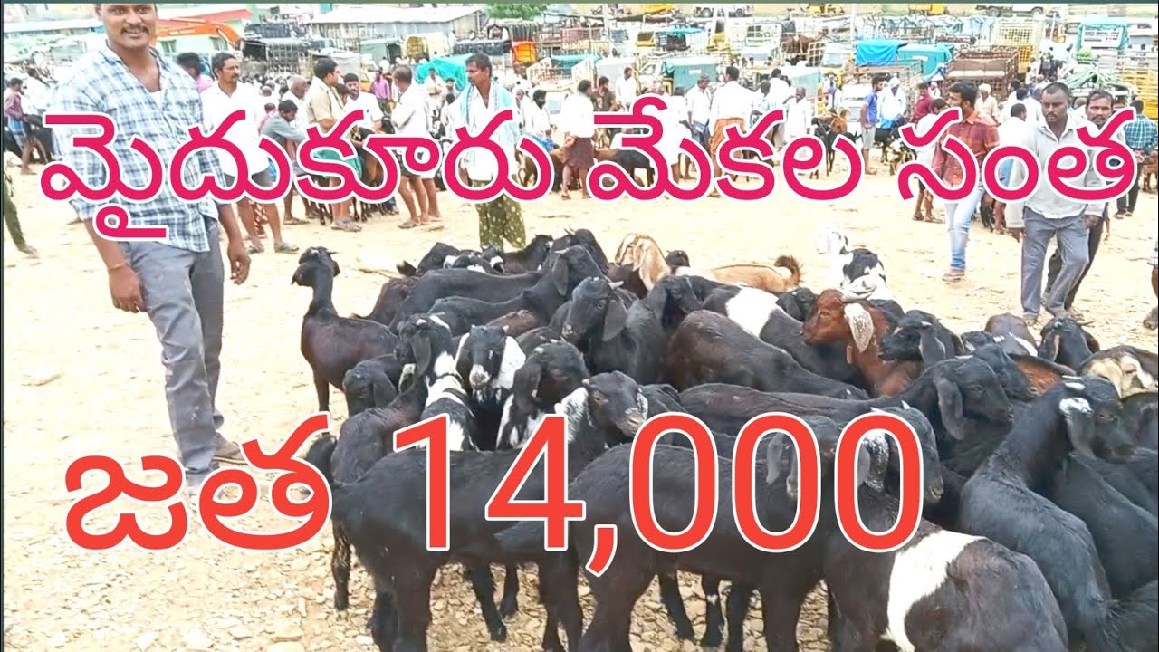 Saturday Mydukur Goat Market /శనివారం మైదుకూరు సంత #mydukursantha #sheepfarming @proddaturtraveller