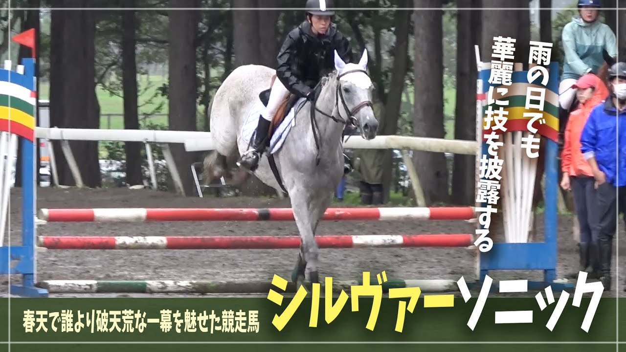 【シルヴァーソニック】何度でも立ち上がれ！次は馬術競技の舞台で魅せてくれる！【北海道秋季馬術大会】