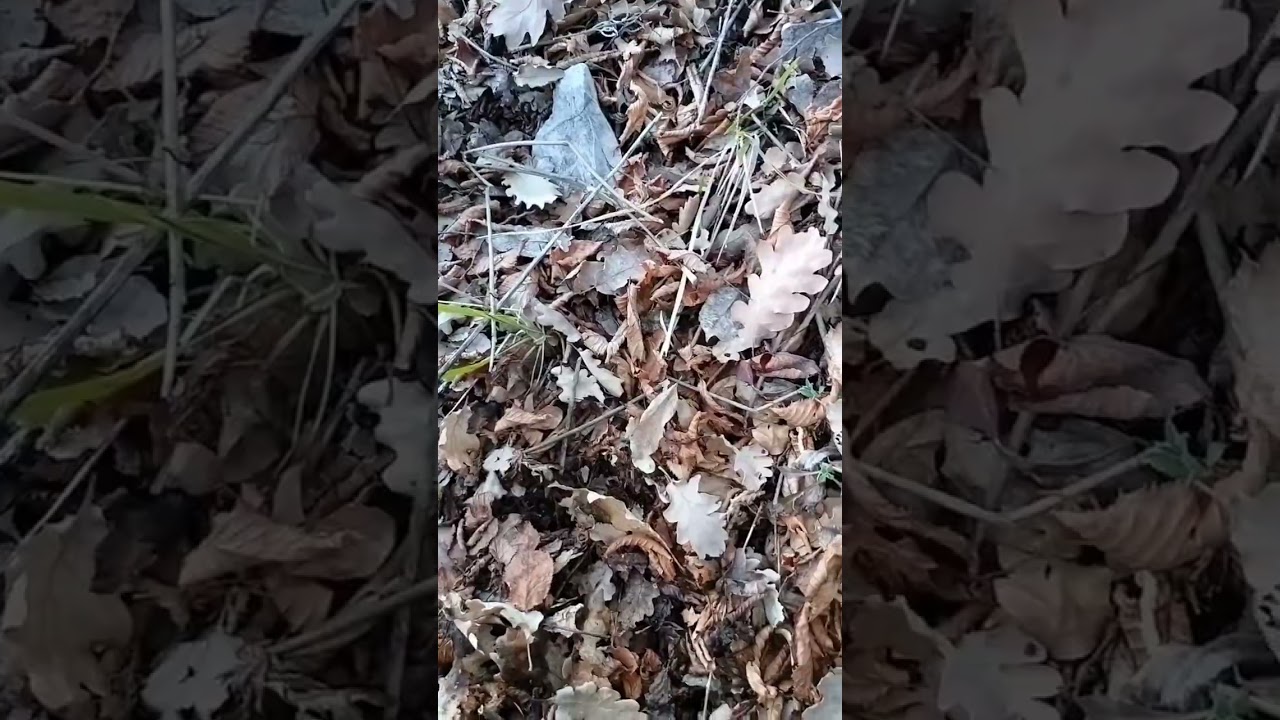 Ultime uscite a nero pregiato. #tartufo #natura #bosco #food