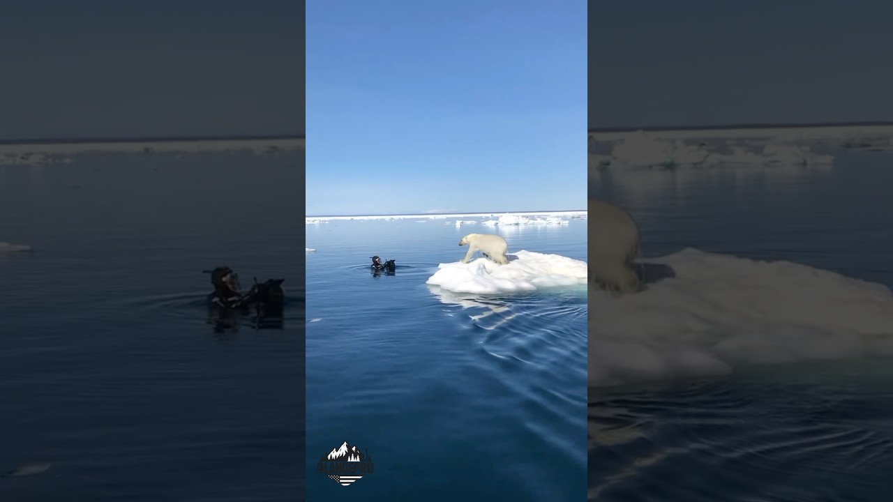 That&rsquo;s a BIG POLAR BEAR 👀 #survival #arcticanimal #shtf #bear #nature #wild #wildlife #wilderness