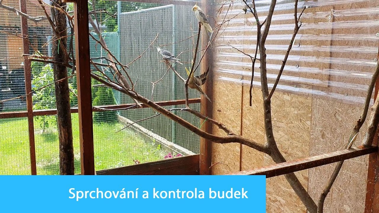 Hrozn&eacute; vedro - sprchov&aacute;n&iacute; a kontrola budek │KorelyEu