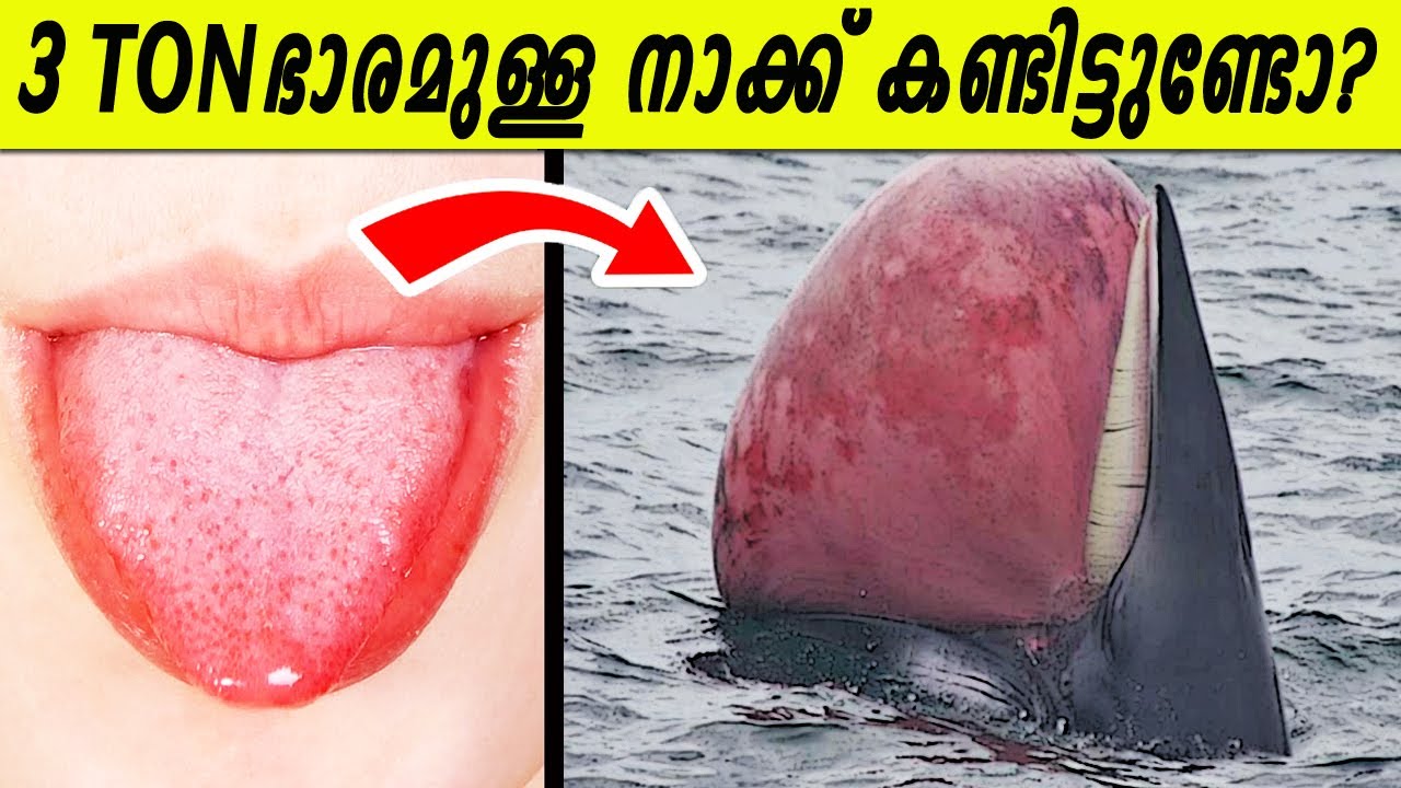 ലോകത്തിലെ ഏറ്റവും വലിയ അവയവം ഇതാണോ🤭🤭മനുഷ്യനേക്കാൾ ബുദ്ധിയുള്ള ജീവികൾ ലോകത്തുണ്ടോ?
