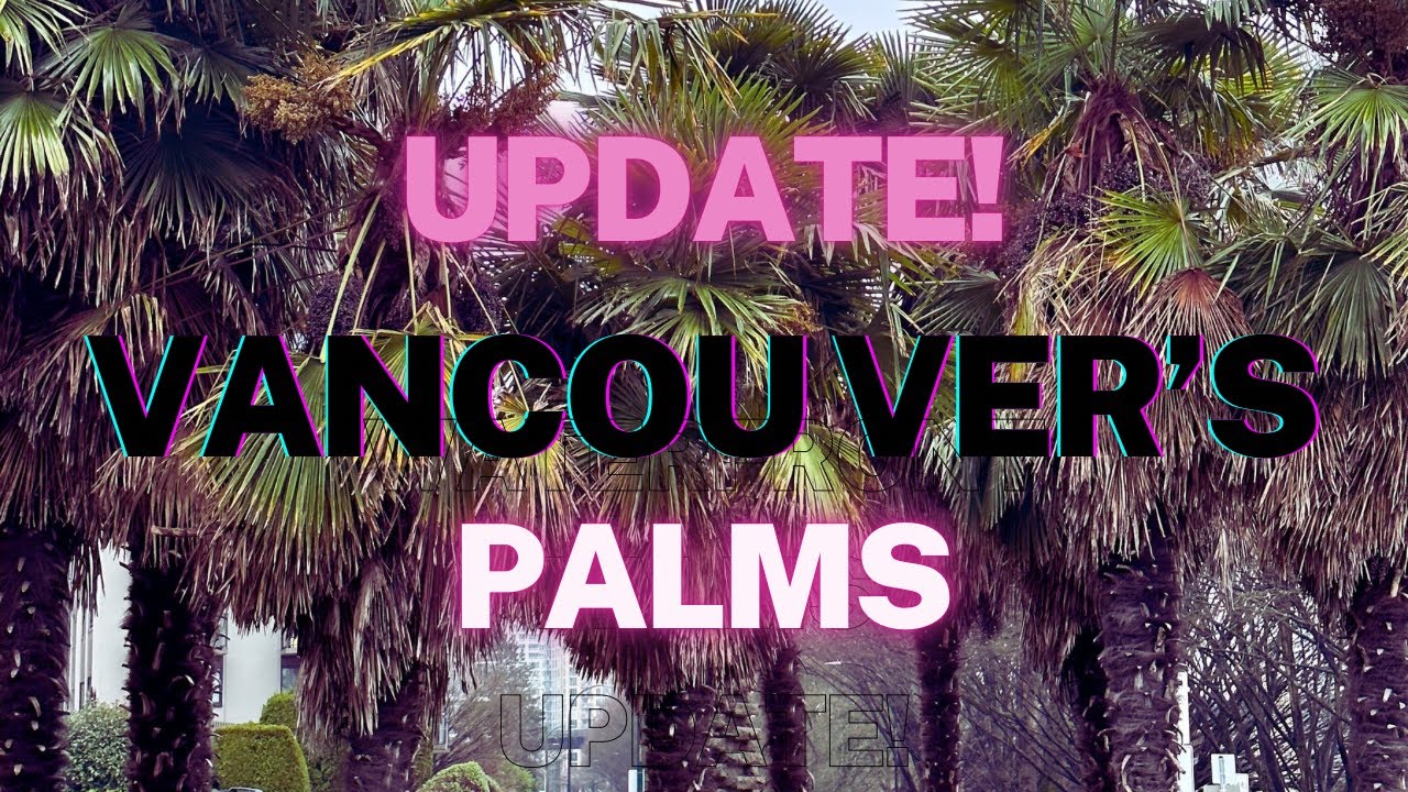 Vancouver’s Waterfront Palms - Update! @palmdaddy