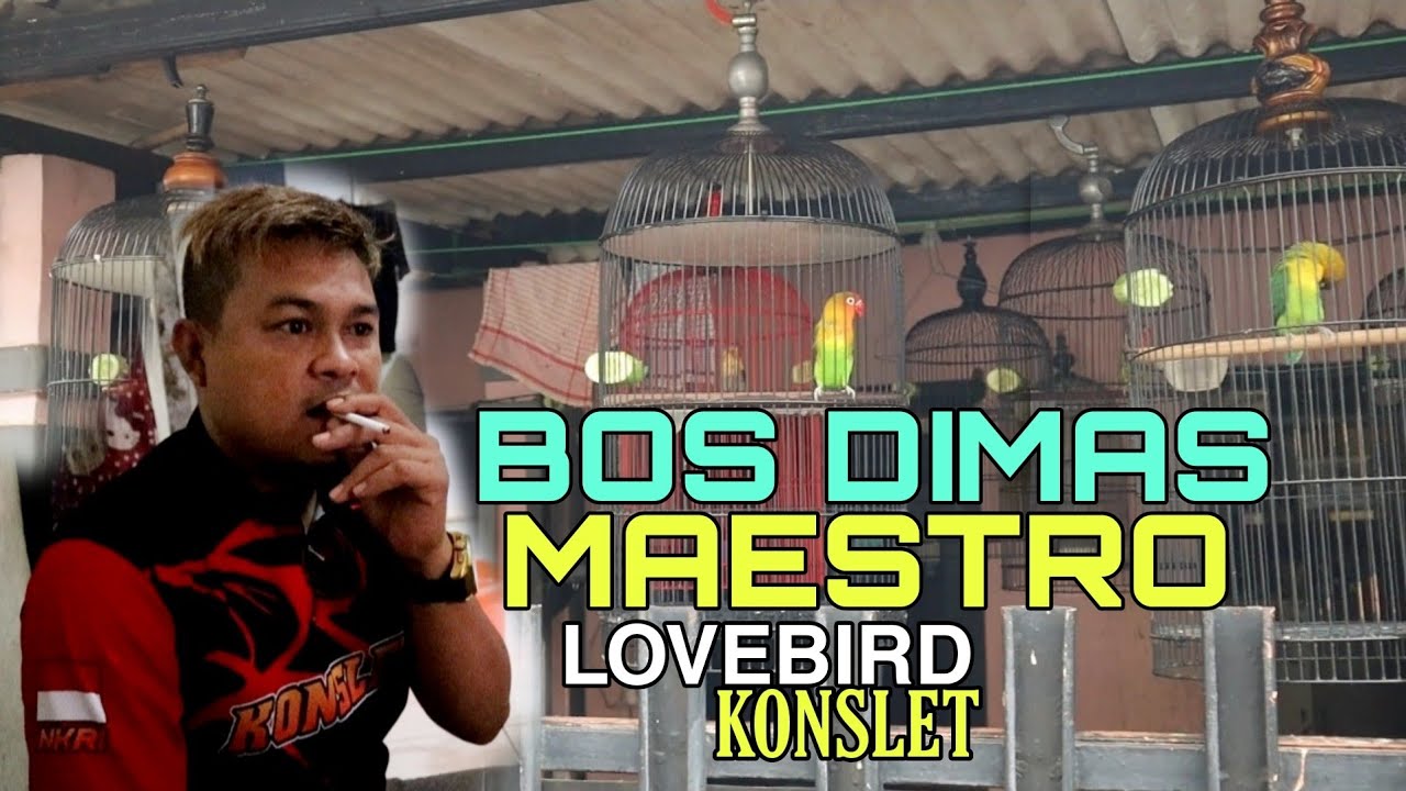 BELAJAR Cara mencetak lovebird konslet jantan di tempat Bos Dimas jakarta timur