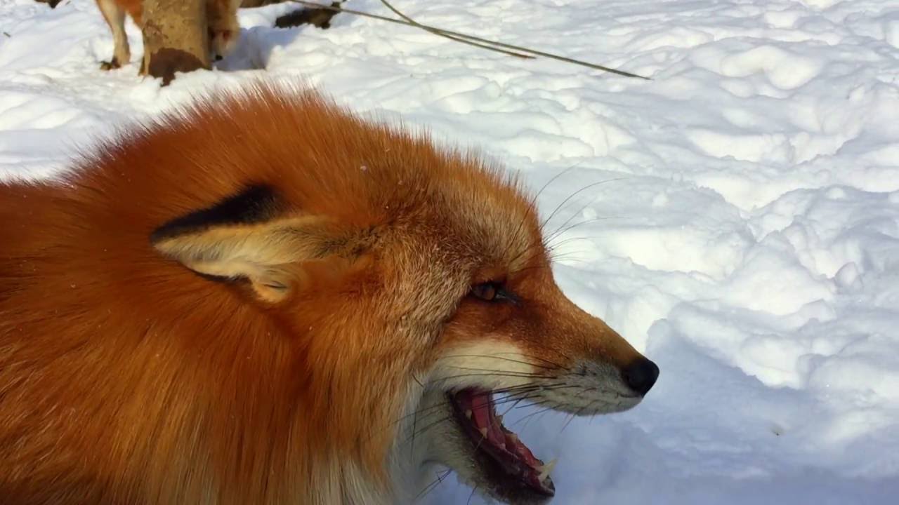 Foxes Making Funny and Cute Noises
