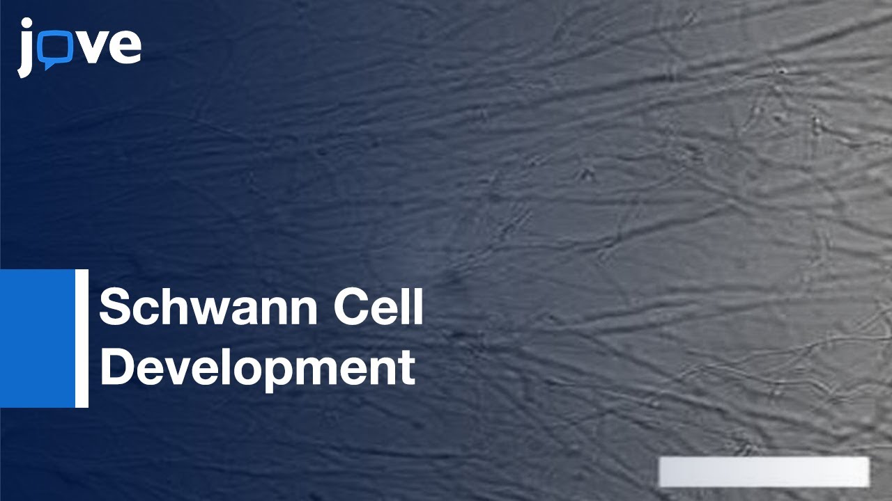 Analysis of Schwann Cell Development Along Growing Axons | Protocol Preview