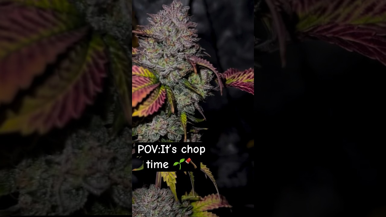 Crem de la chem from Mephisto #shorts #plants #za
