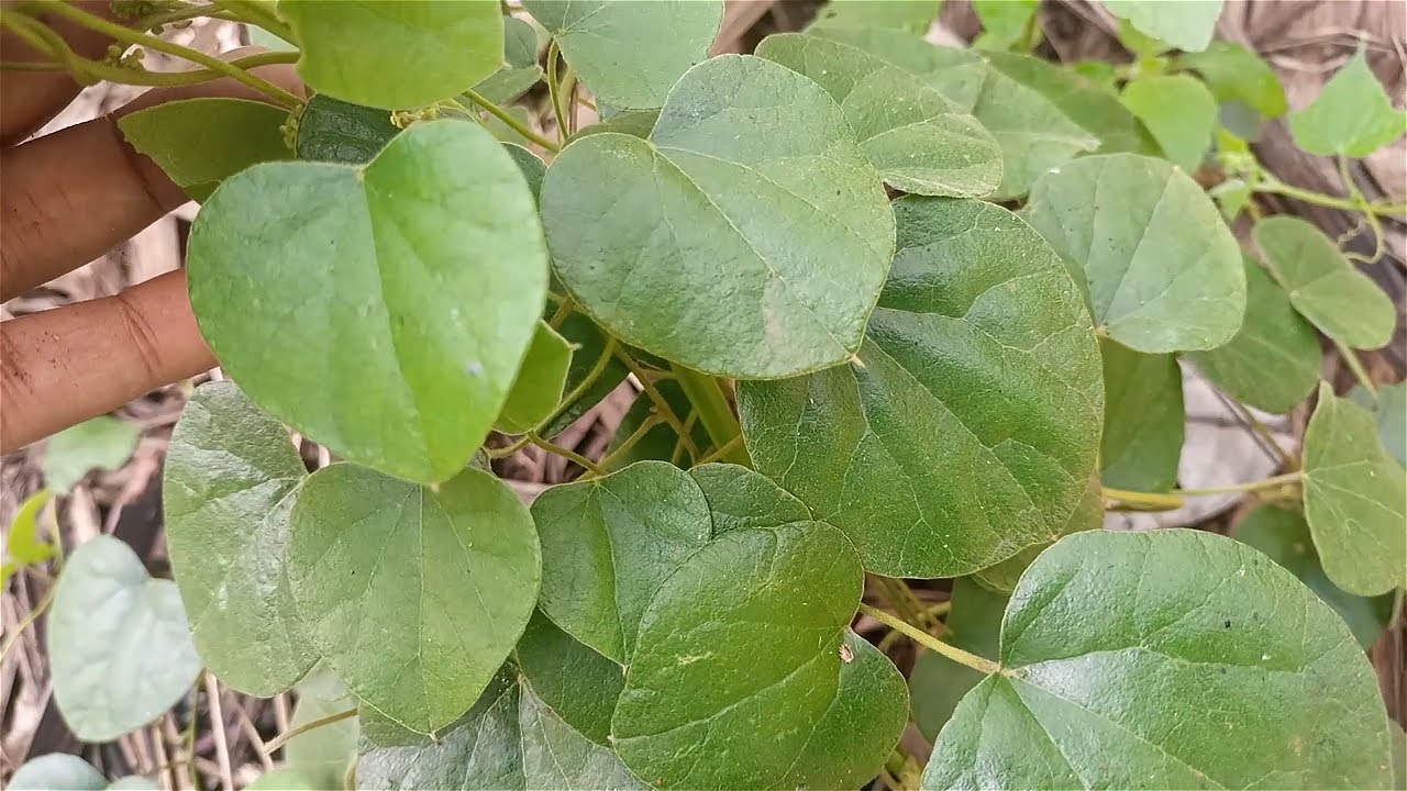 Edagala Lilino Baliyita AKAVAWALA Obadde Okimanyi Nti Akavawala Bwekati Bwekafanana