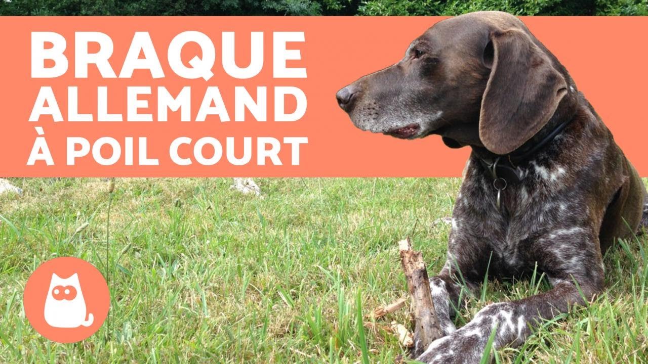 Braque allemand à poil court - Éducation et caractéristiques