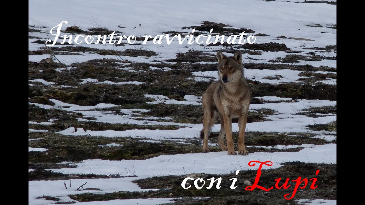 Fotografia naturalistica.. l' incontro con un branco di Lupi (emozione pura)