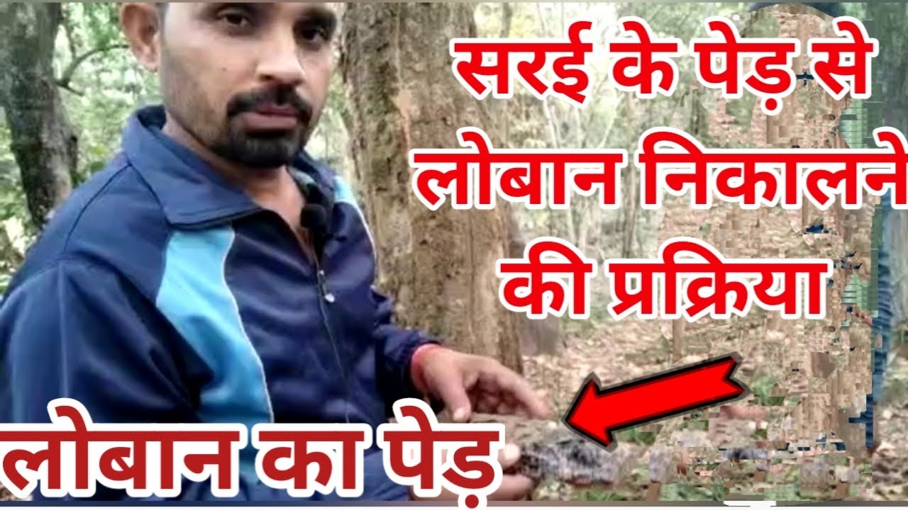 लोबान से क्या होता है||लोबान का पेड़||सरई के पेड़ से लोबन निकालने की प्रक्रिया