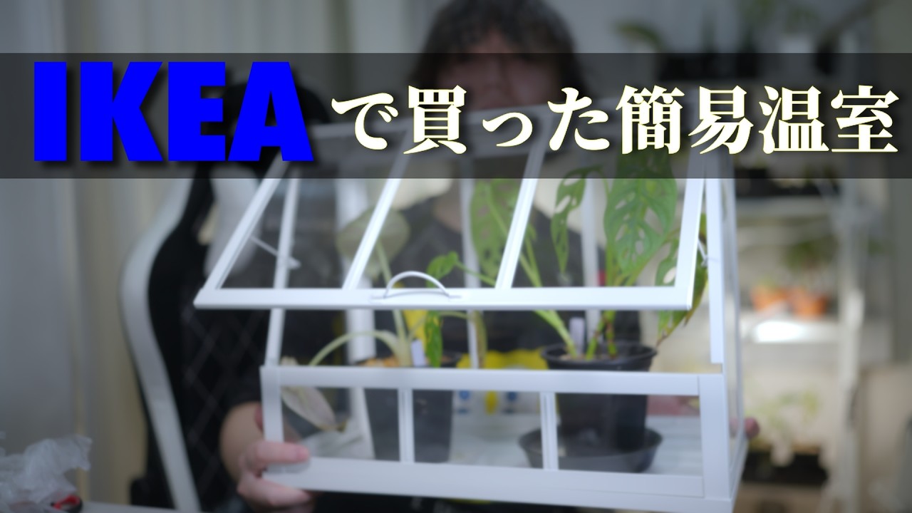 IKEAで簡易温室 ÅKERBÄR オーケルベールを買いました #観葉植物 #温室 #アローカシア