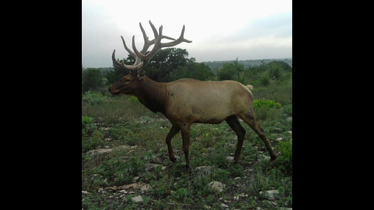 BEST HUNTING RANCH | 4,423+ ACRES | EXOTICS | VAL VERDE |  TEXAS | AIRSTRIP | POTENTIAL TAX BENEFITS