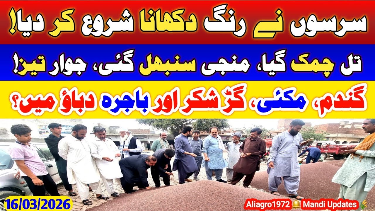 Sarson Rate Today Pakistan | Mandi Update 16 March 2026 | Munji Makki Gandum Til Rates