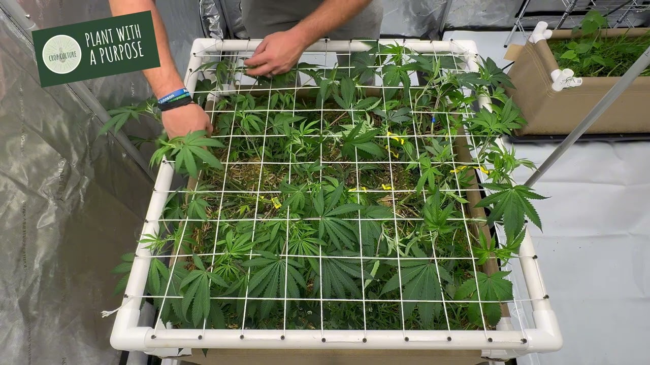 TRAINING WITH A SCROG NET