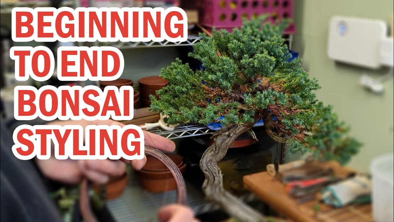 Bonsai - Complete Styling of a Procumbens Juniper, Including Detailed Wiring