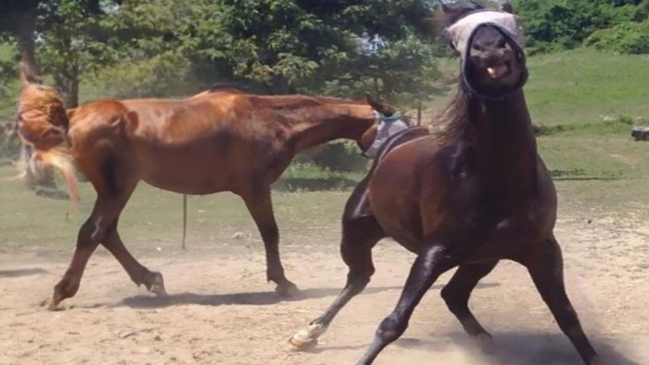 Funny horse moment with a sensitive touch 🐴😂 - Funniest Horse Video 2025