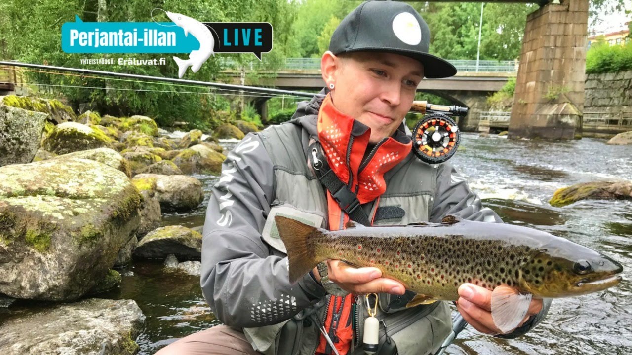 Kirjolohen ja taimenen perhokalastusta koskella | Perjantai-illan LivE