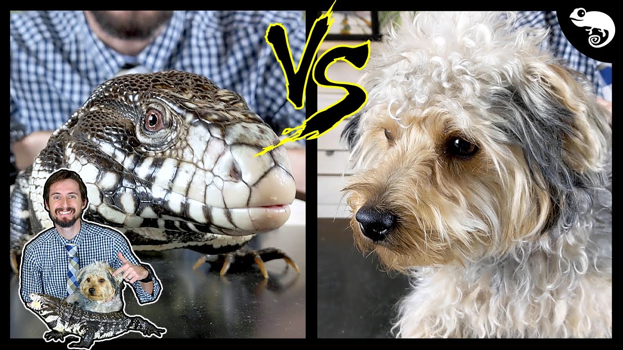 Tegu vs Dog - Head To Head
