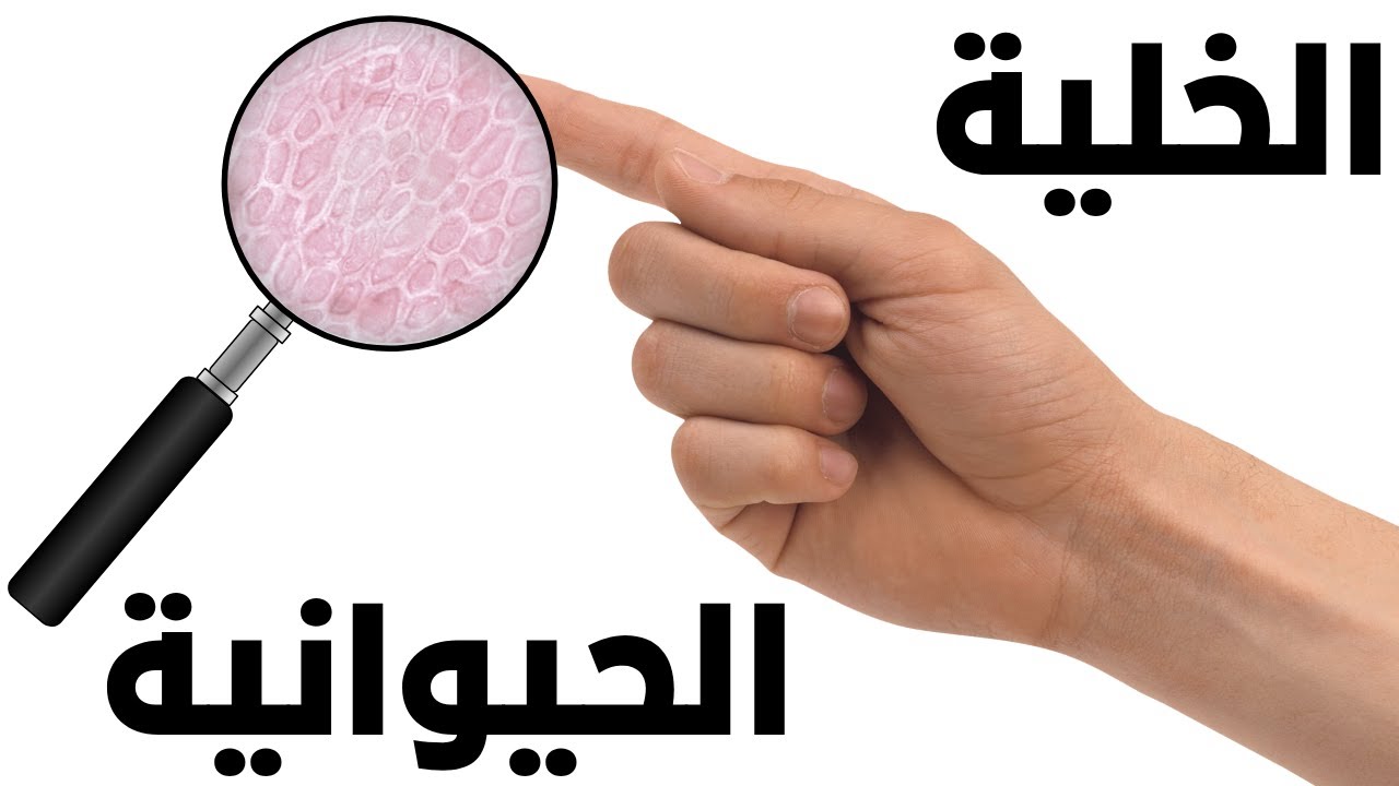الخلية الحيوانية: المصنع الصغير الذي يبقينا أحياء