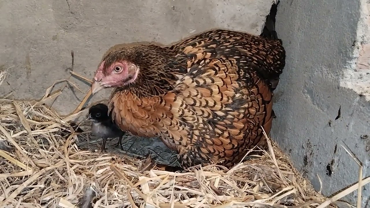 Aseel Mother Hen Enjoying Happy Moments with Her Chicks 🐔🐣