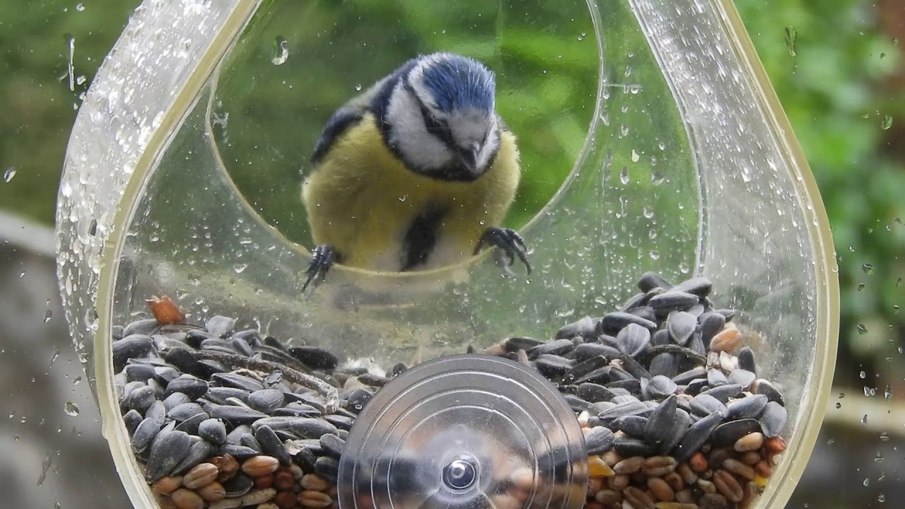 Petit Pod window bird feeder