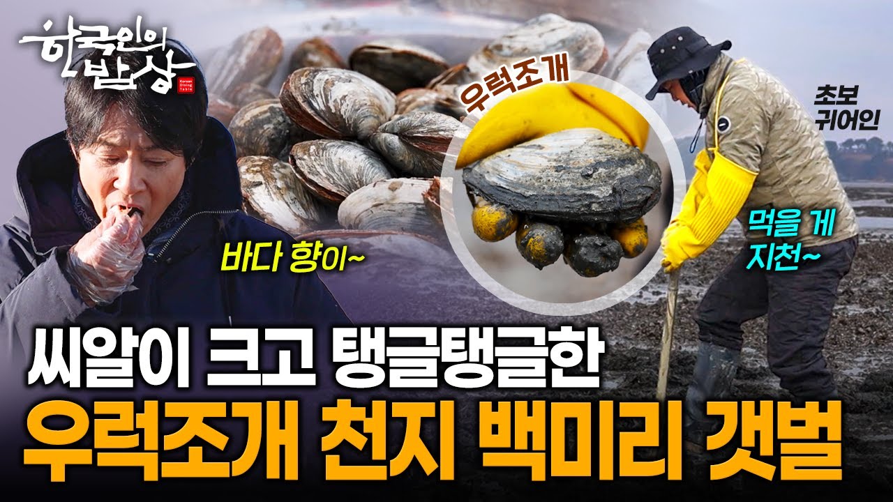 겨울에 먹는 씨알이 커 푸짐한 '우럭조개'.. 화성 '백미리 갯벌'에 널렸다는데 | KBS 260115 방송