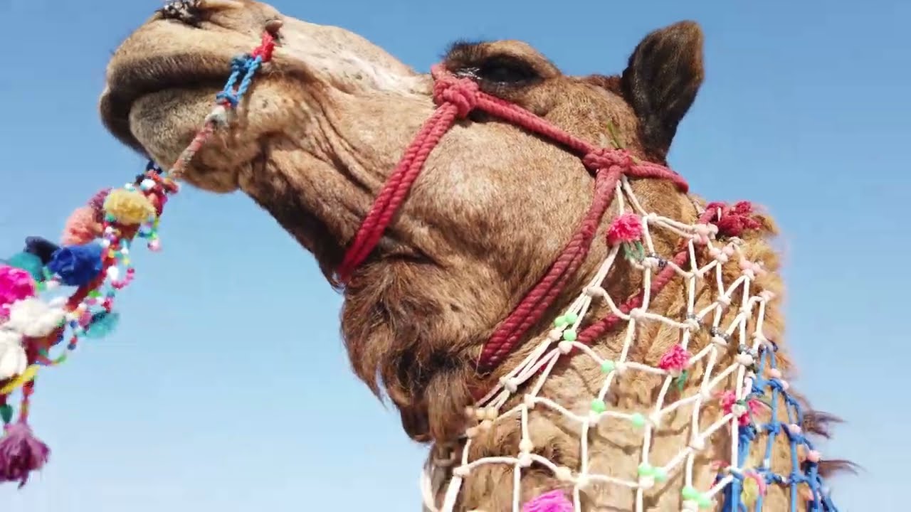 Rann of ✨KUTCH✨ - White desert of Gujarat and Dholavira | Silent Documentary
