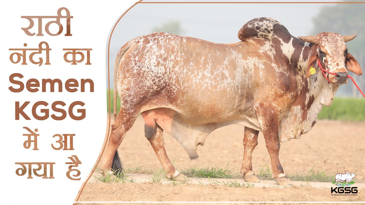 राठी नंदी का सीमेन आ चूका है | Rathi Bull Semen Available In KGSG | Kamdhenu Gaushala Sire Genetics|
