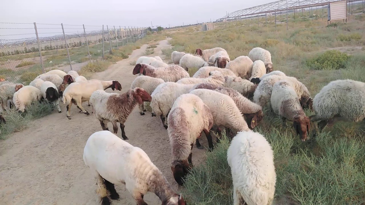 مزايا وعيوب التلقيح الاصطناعي في الاغنام