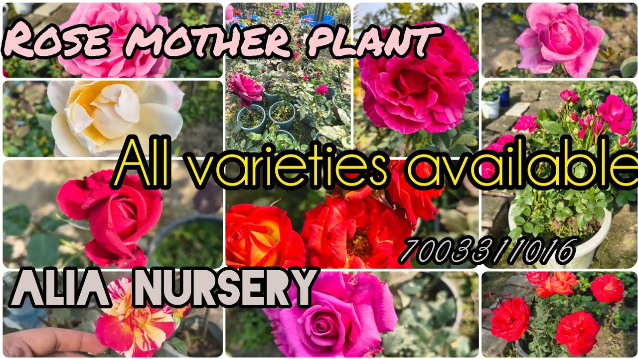 🌹All ID rose plants available at Alia nursery and Agriculture farm 🌹#youtube #garden #nursery #plant