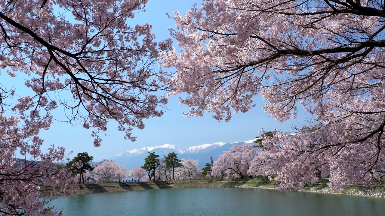 2016 高遠城址と六道堤の桜 [4K] Cherry Blossoms at ruins of  Takato Castle & Rokudo Bank in Ina, UHD