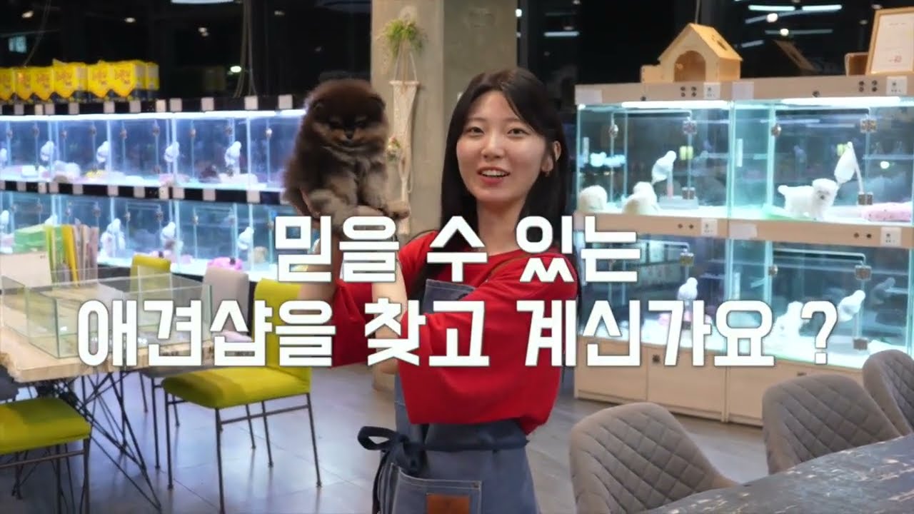 청주강아지분양 l 청주고양이분양 l 청주미유펫 l 청주애견샵