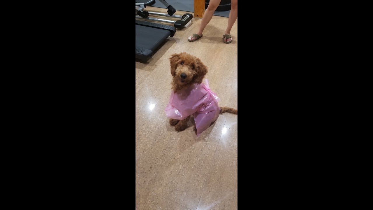 Make your own dog raincoat