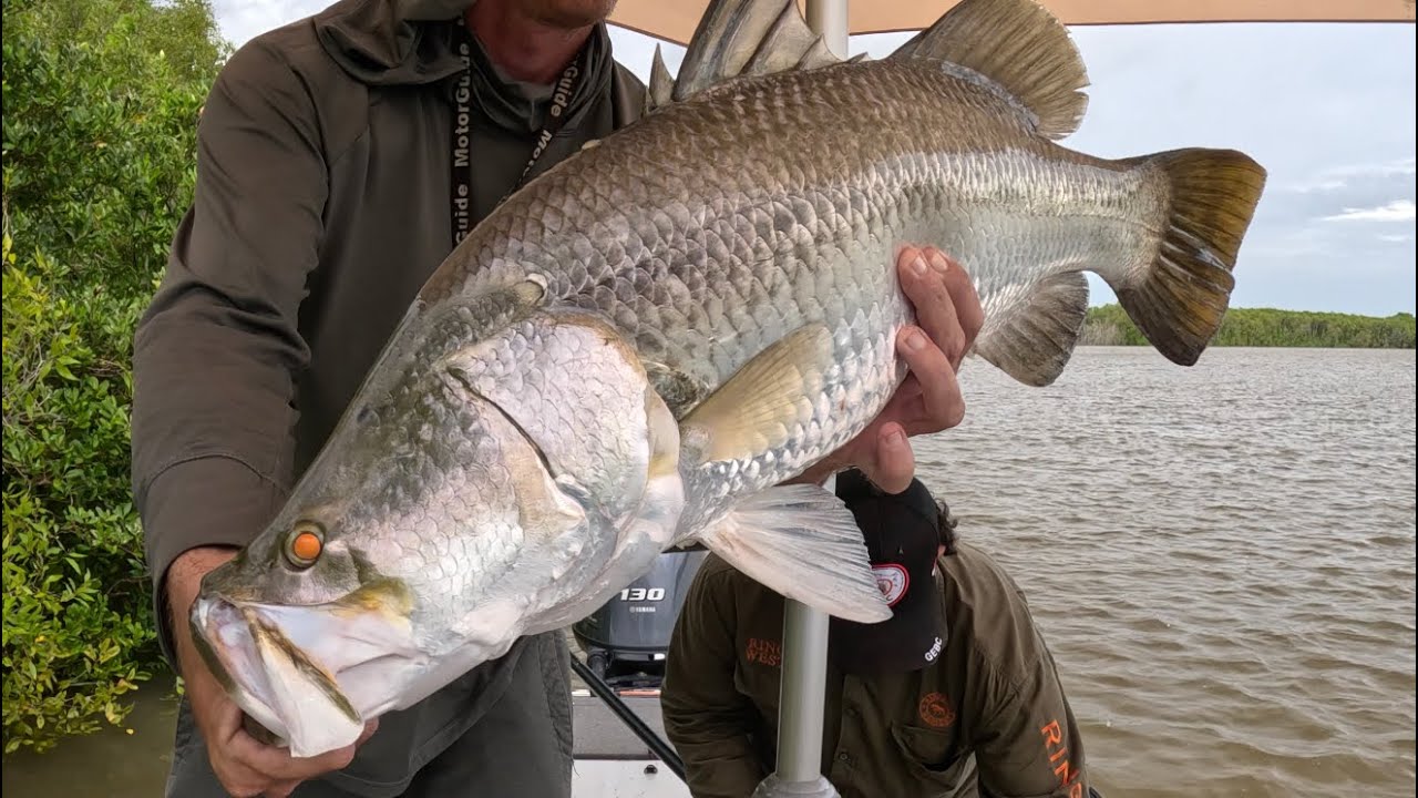 Floodplain/River Barramundi 