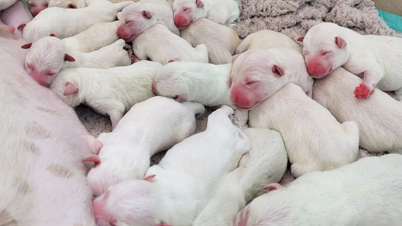 Warrior Mama Dog Gives Birth to 14 Beautiful Puppies