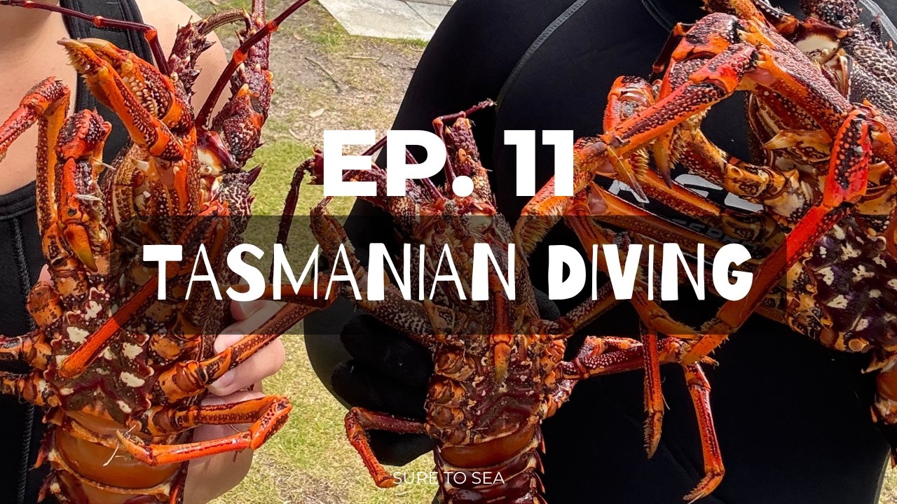 EP. 11 - Tassie diving and all things water sports