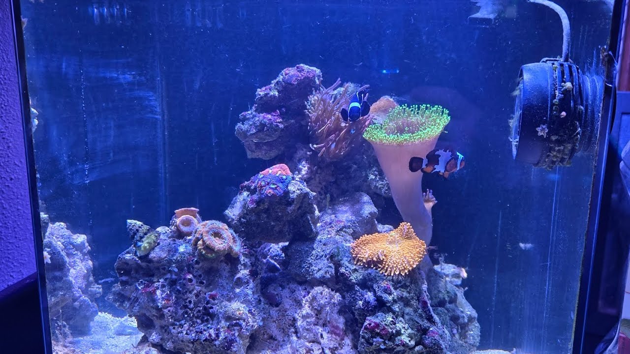 Setting up a new saltwater tank for beginners. (1ys 3mo update)