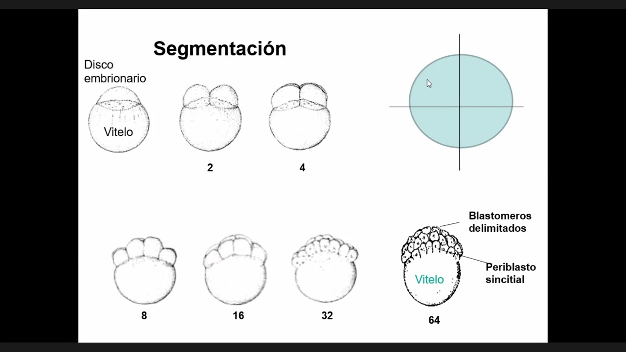 Práctica 15: Desarrollo embrionario de peces