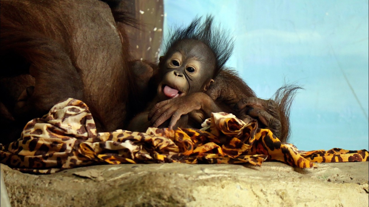 Baby orangutan Bushel