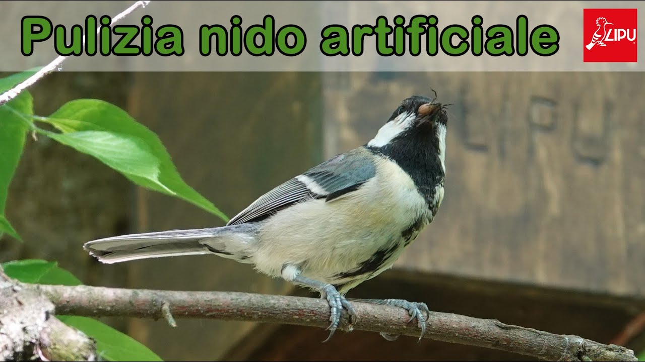 LIPU Ferrara - Pulizia di un nido artificiale